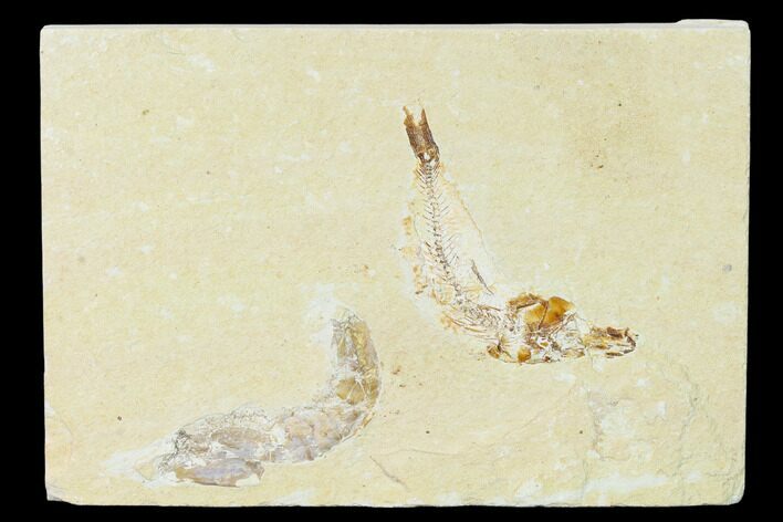 Cretaceous Fossil Fish (Gaudryella) and Shrimp - Lebanon #162794